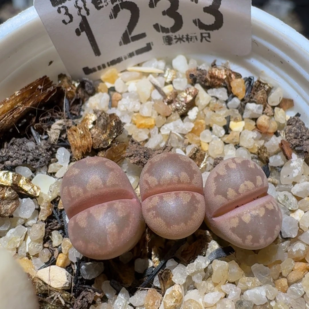 Zzzxz生石花肉锥1233紫牙