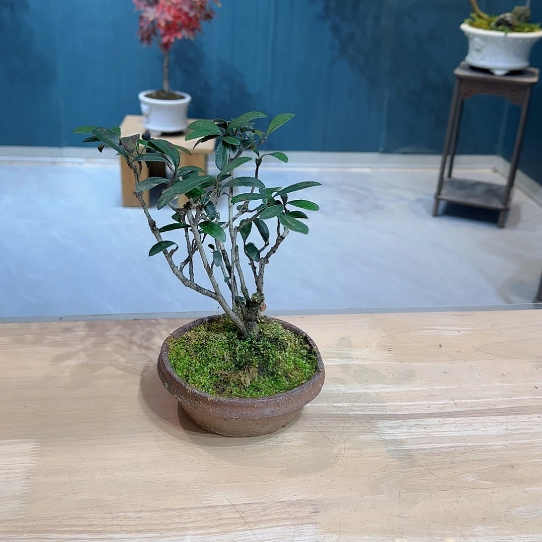 无花朵海岛春花熟桩