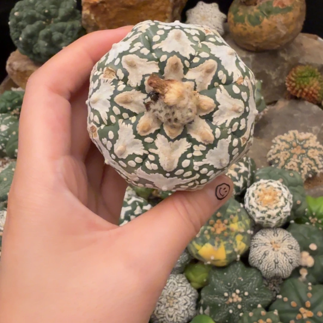 v兜哈哈哈哈哈哈哈哈