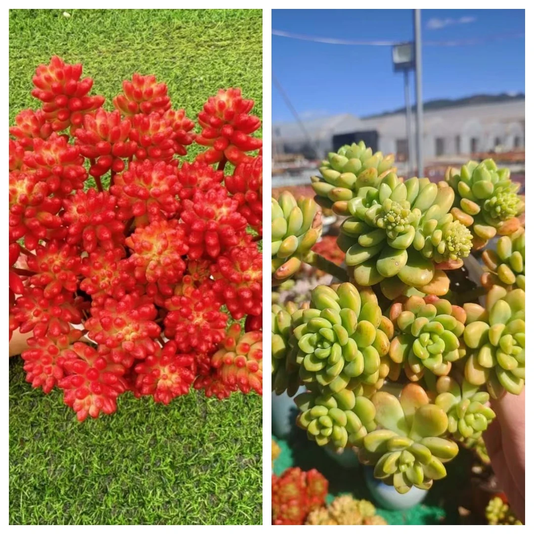 XX香格里拉+红葡萄 拍一发二新手好养带盆栽好美观多肉植物秋季