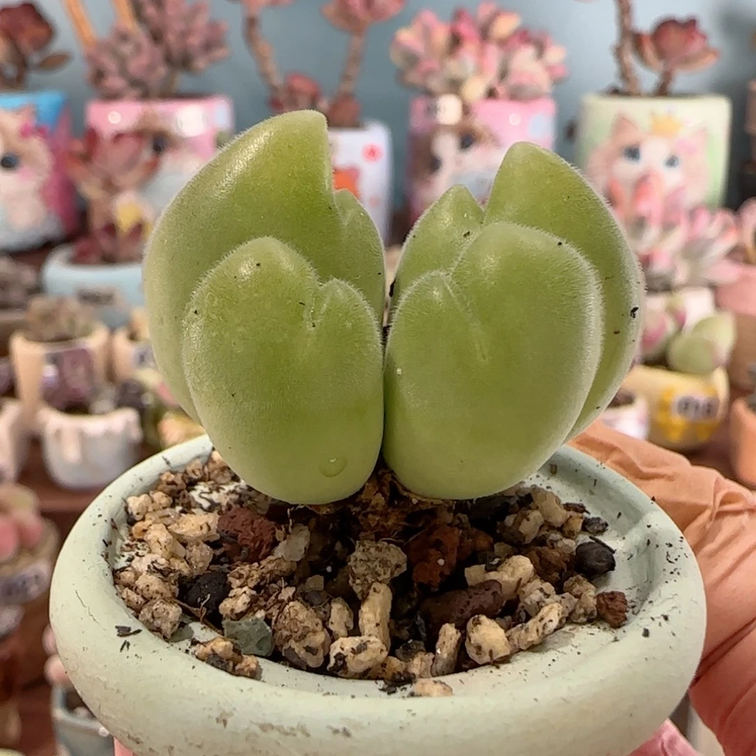 双胞胎蟹钳 盆口3cm