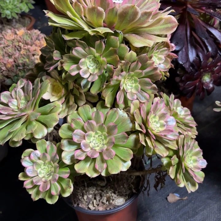 瑞妈一物一拍299