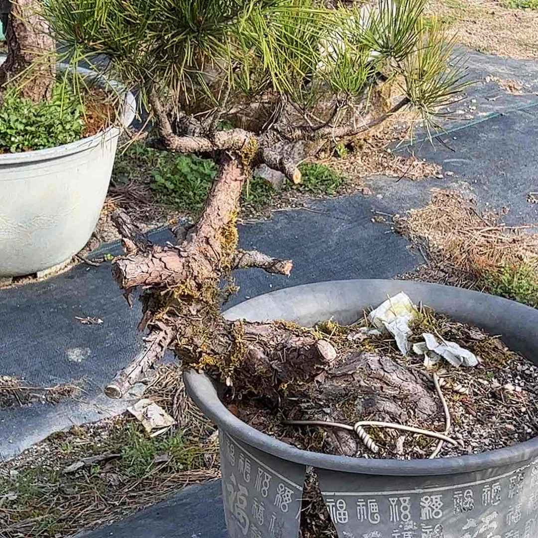 1挎*展v014黑松 盆栽 包邮