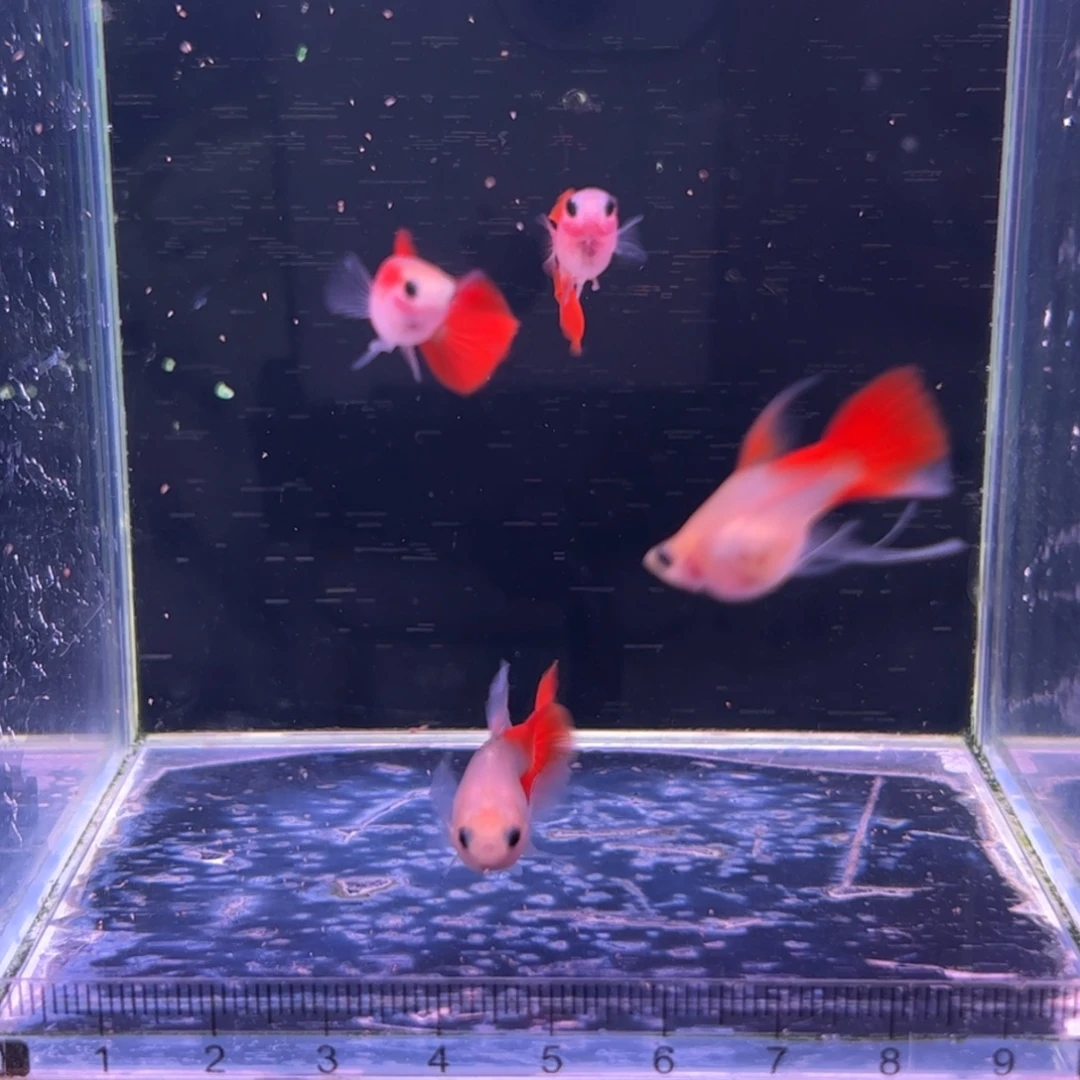 孔雀鱼精挑全红玻璃猫c两对