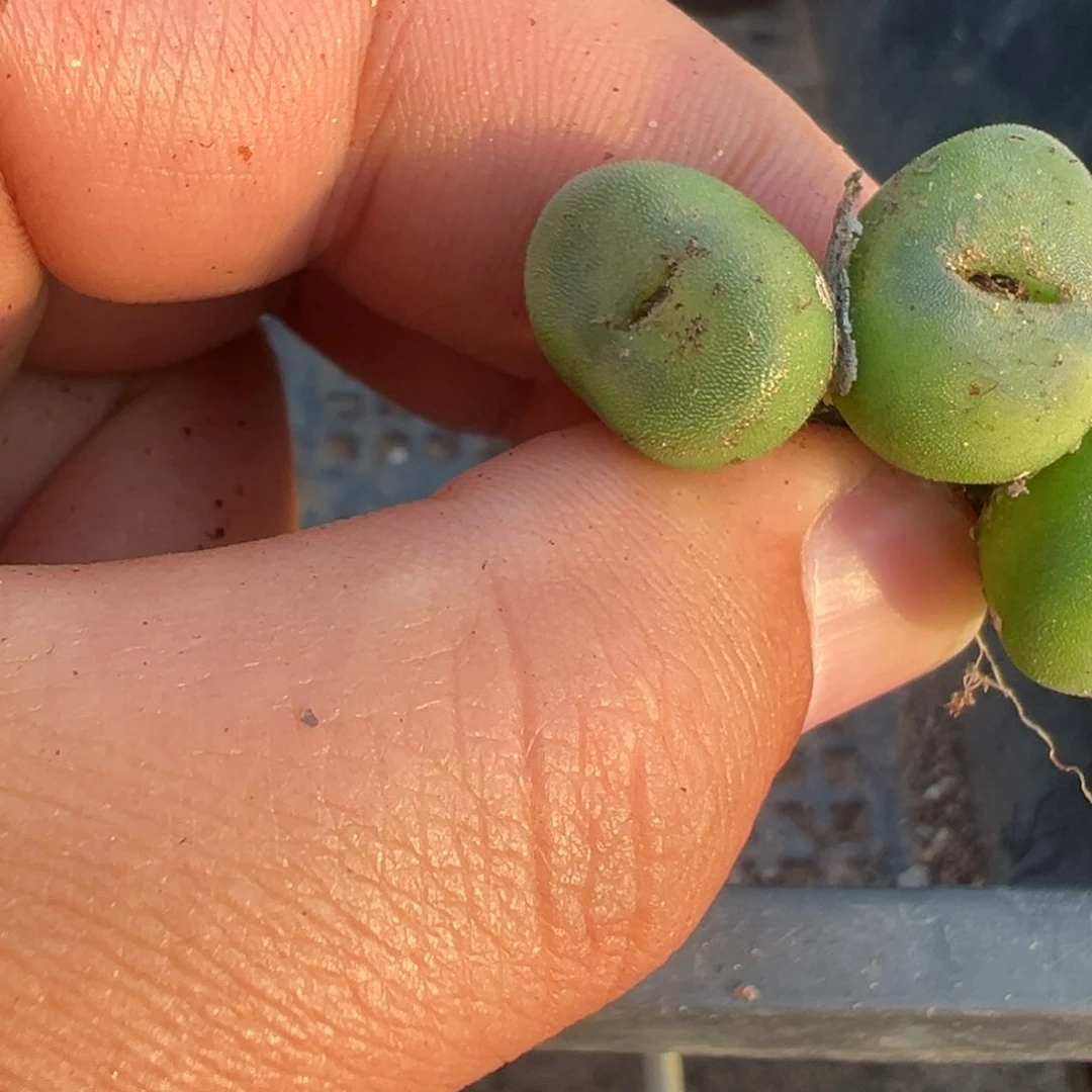 20-153水晶鞋多肉植物