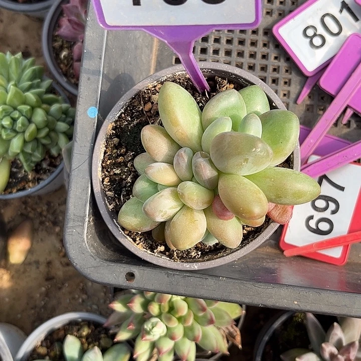 枯***春多肉植物胖体x系795