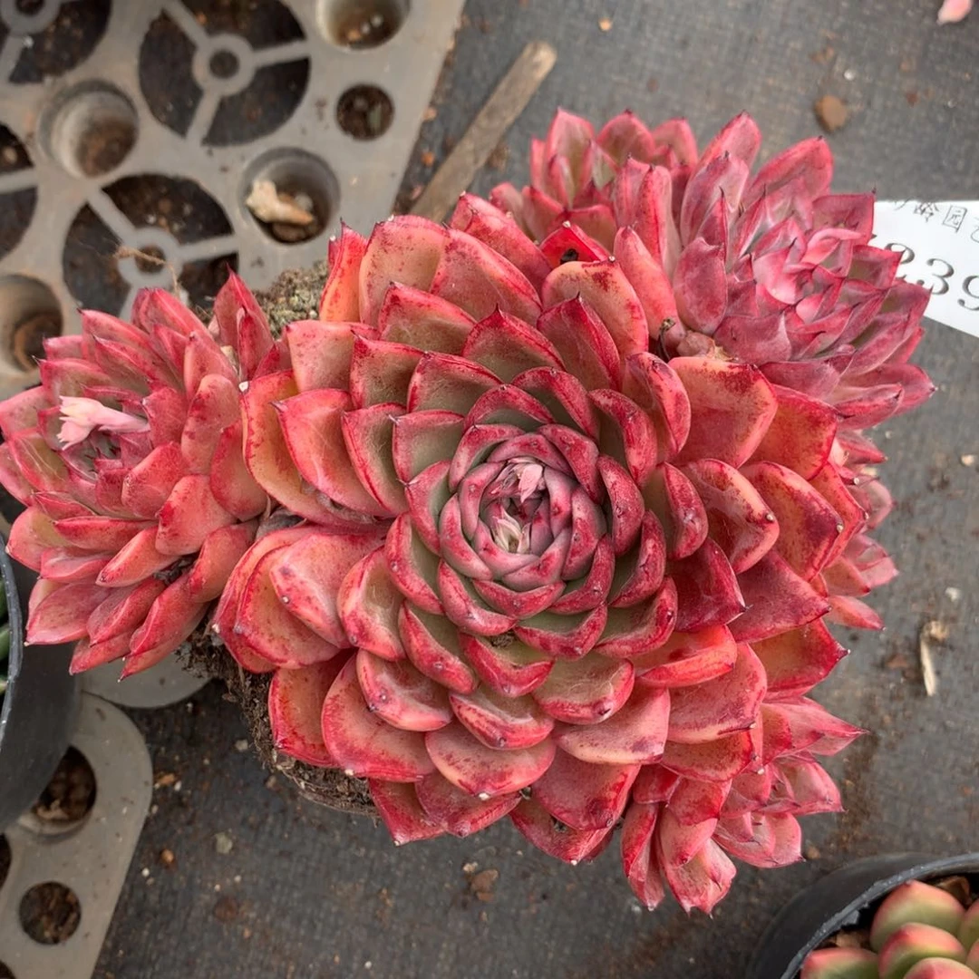 7239杂交多肉老桩