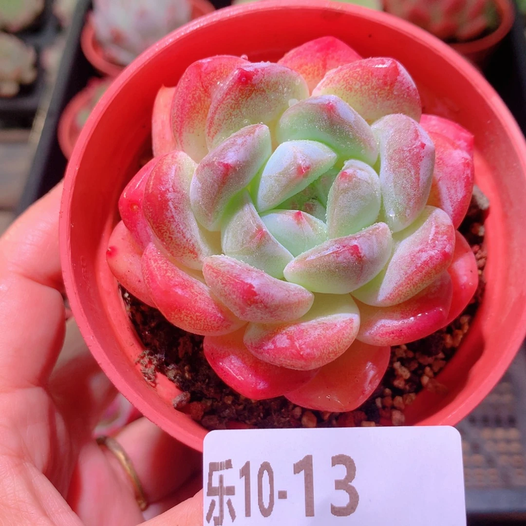 乐然10-13 冰糖单头