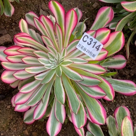 314红铜白偏崽多肉植物