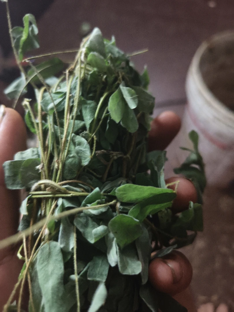 纯正野生鸡骨草鸡鸭逃不了泡茶一流