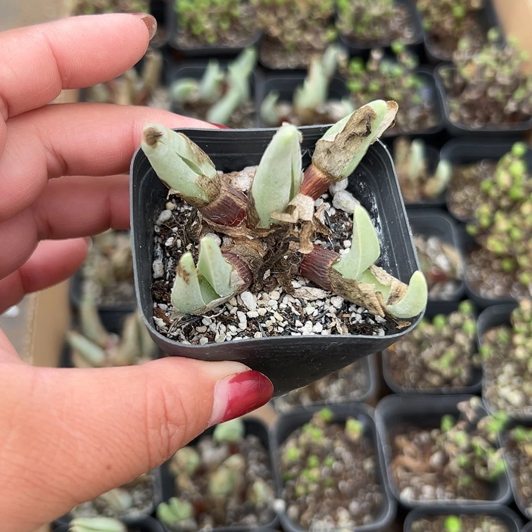 多肉植物多肉植物