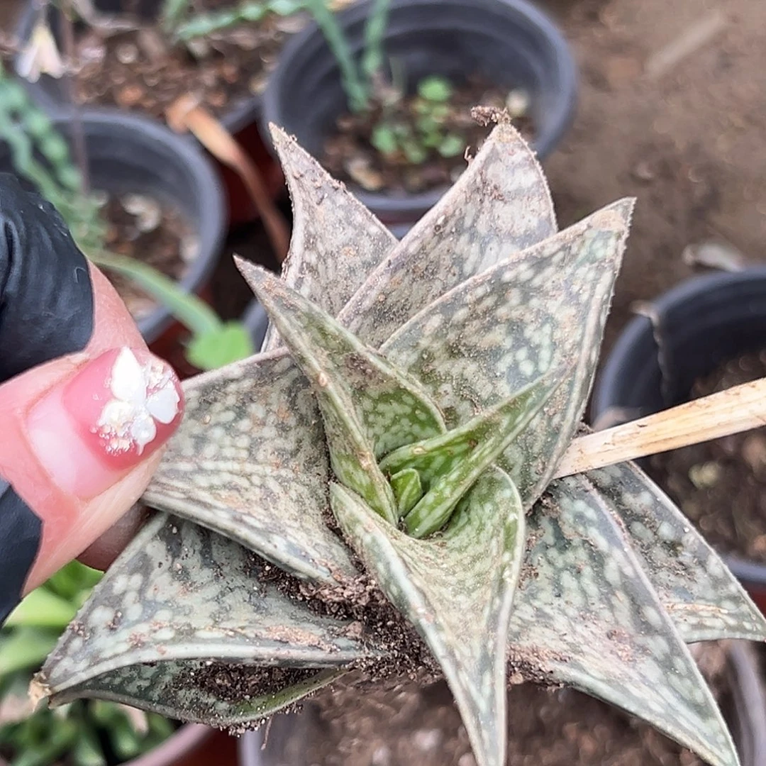 多肉植物多肉植物