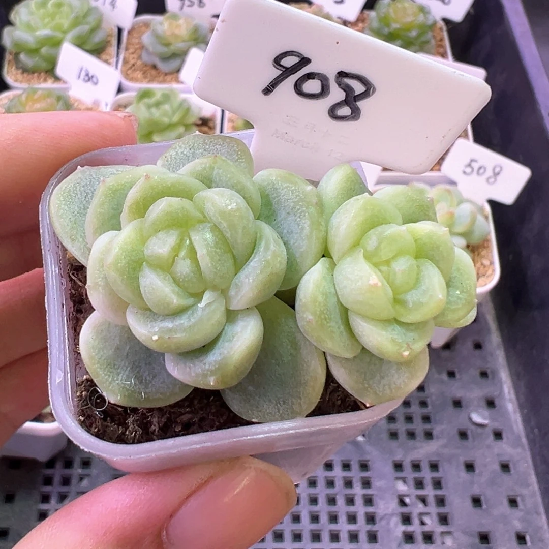 908号财富c8 晗雨多肉