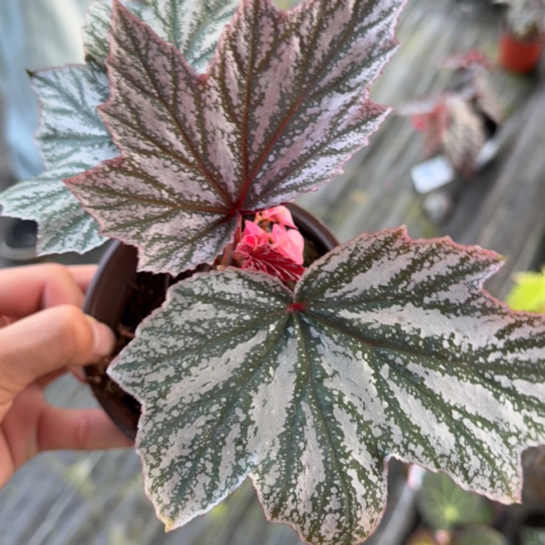 粉红貂秋海棠室内多u年生高端观叶植物 室内办公室耐荫植物