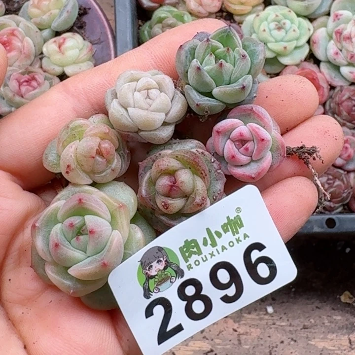 多肉植物多肉植物