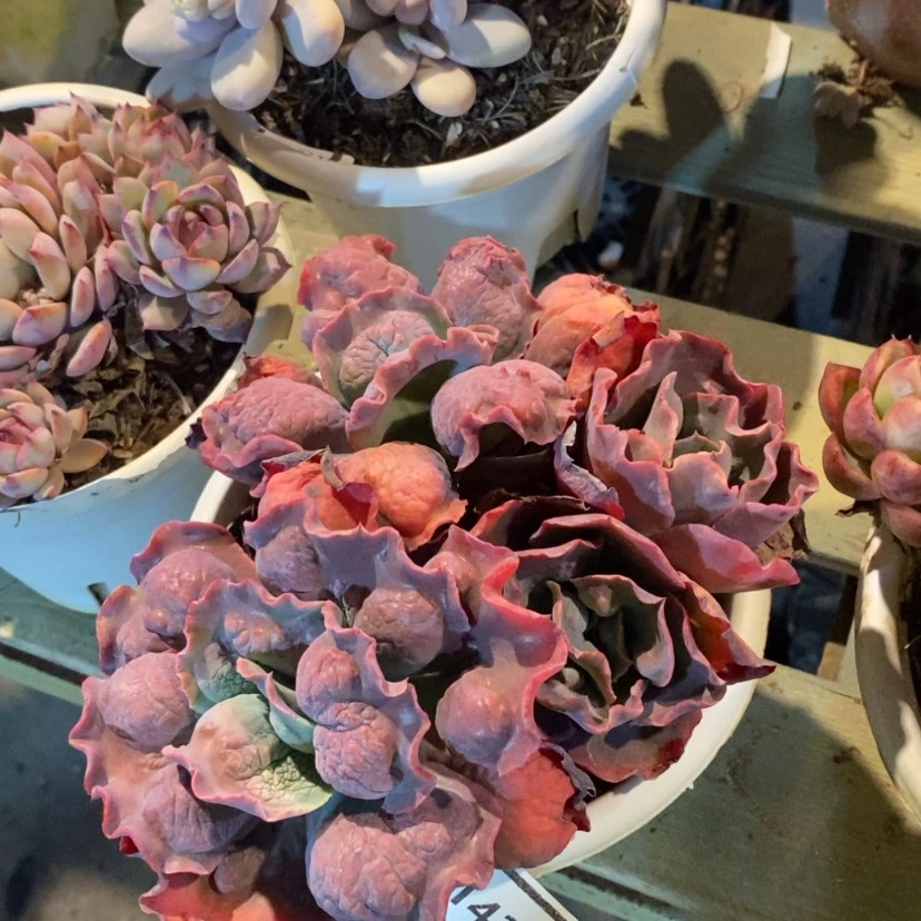 【闪购商品】男爵1434