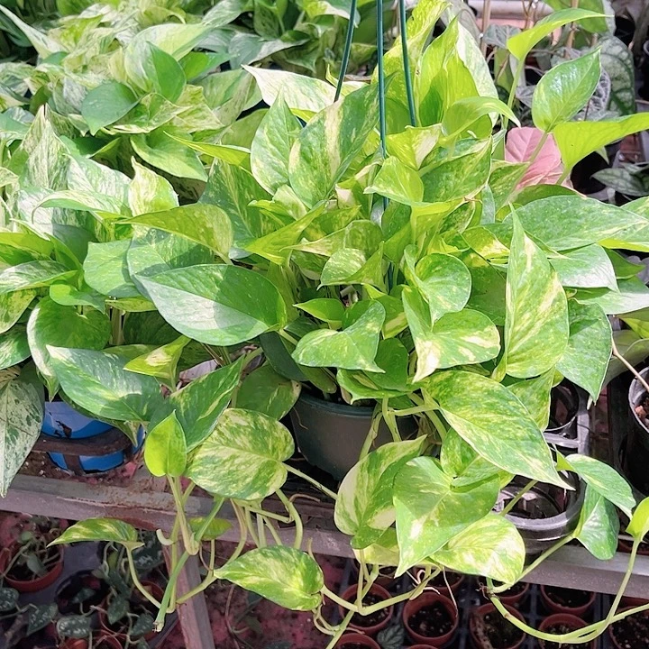 完全开放791 花叶绿萝