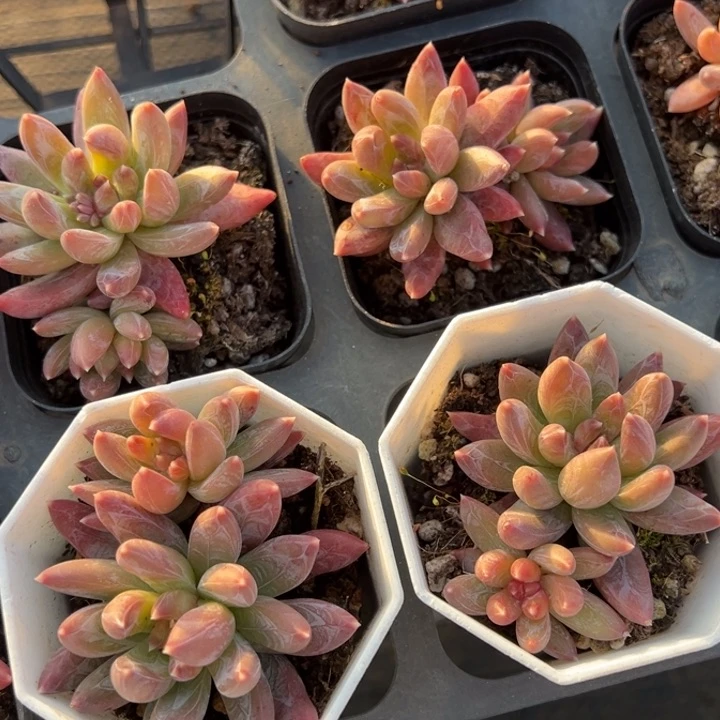 炫彩星双头一颗量拍多肉满20包邮