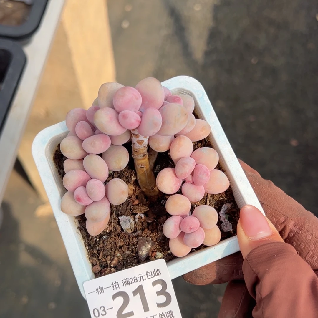 桃蛋多肉多肉多肉多肉多肉多肉多肉