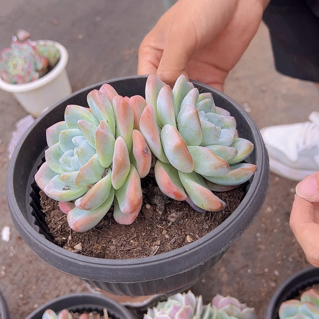 冰玉 多肉植物   双头起发