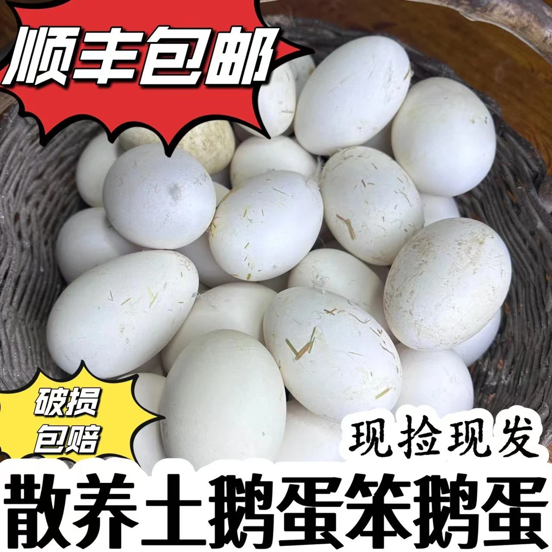 东北散养土鹅蛋笨鹅蛋12枚正宗乡下土鹅蛋 顺丰包邮