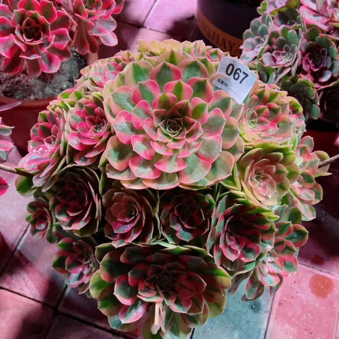 67雨荷轮回法师多肉植物