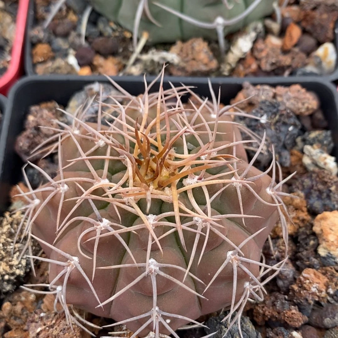 植播园艺精选摩天龙