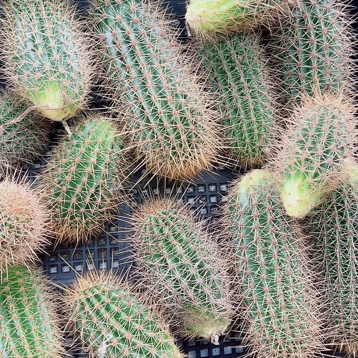 金妞侧芽组合  6个花色不重复