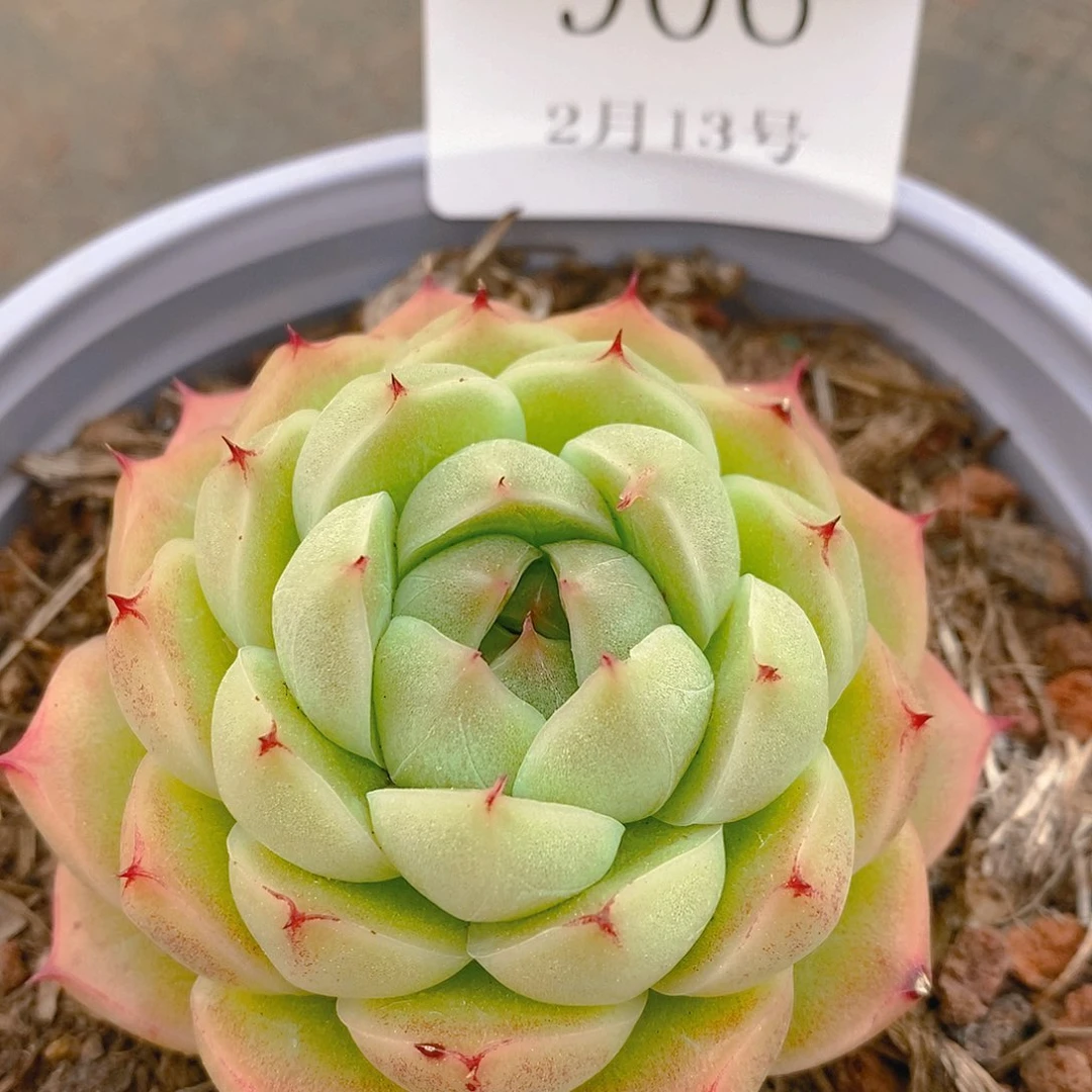 【闪购商品】云906