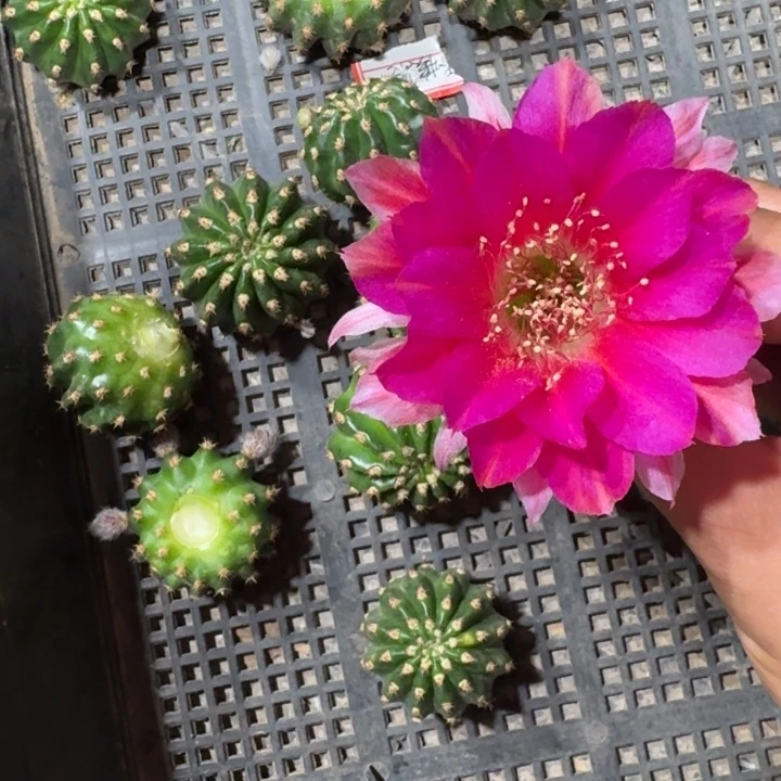 234丽花美花2歪3公分左右无根侧牙