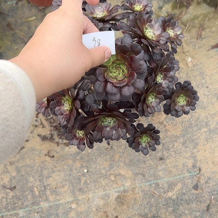 l*何多肉法师植物链接98