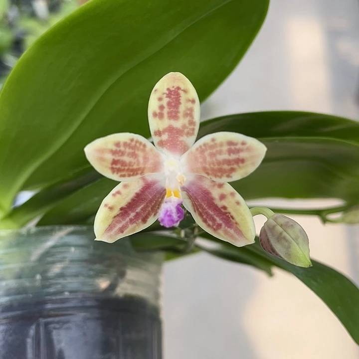 完全开放3.0寸杯爪哇交蓝盾