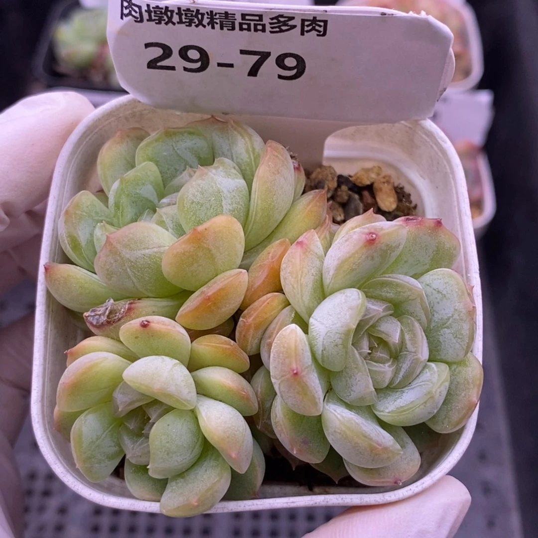 【闪购商品】29-79白恋