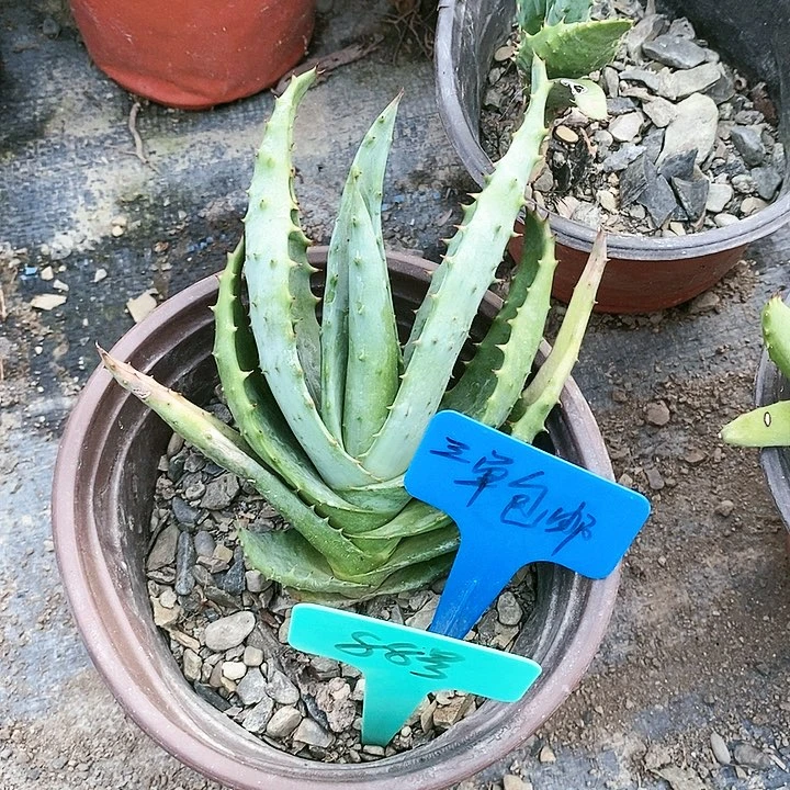 【闪购商品】无花朵好望角芦荟