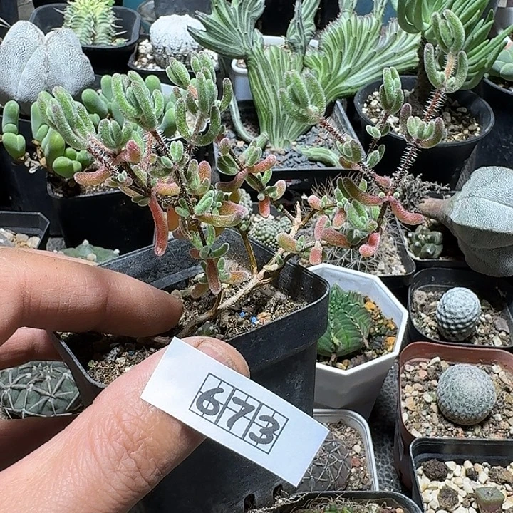 673红叶枝干带盆发货