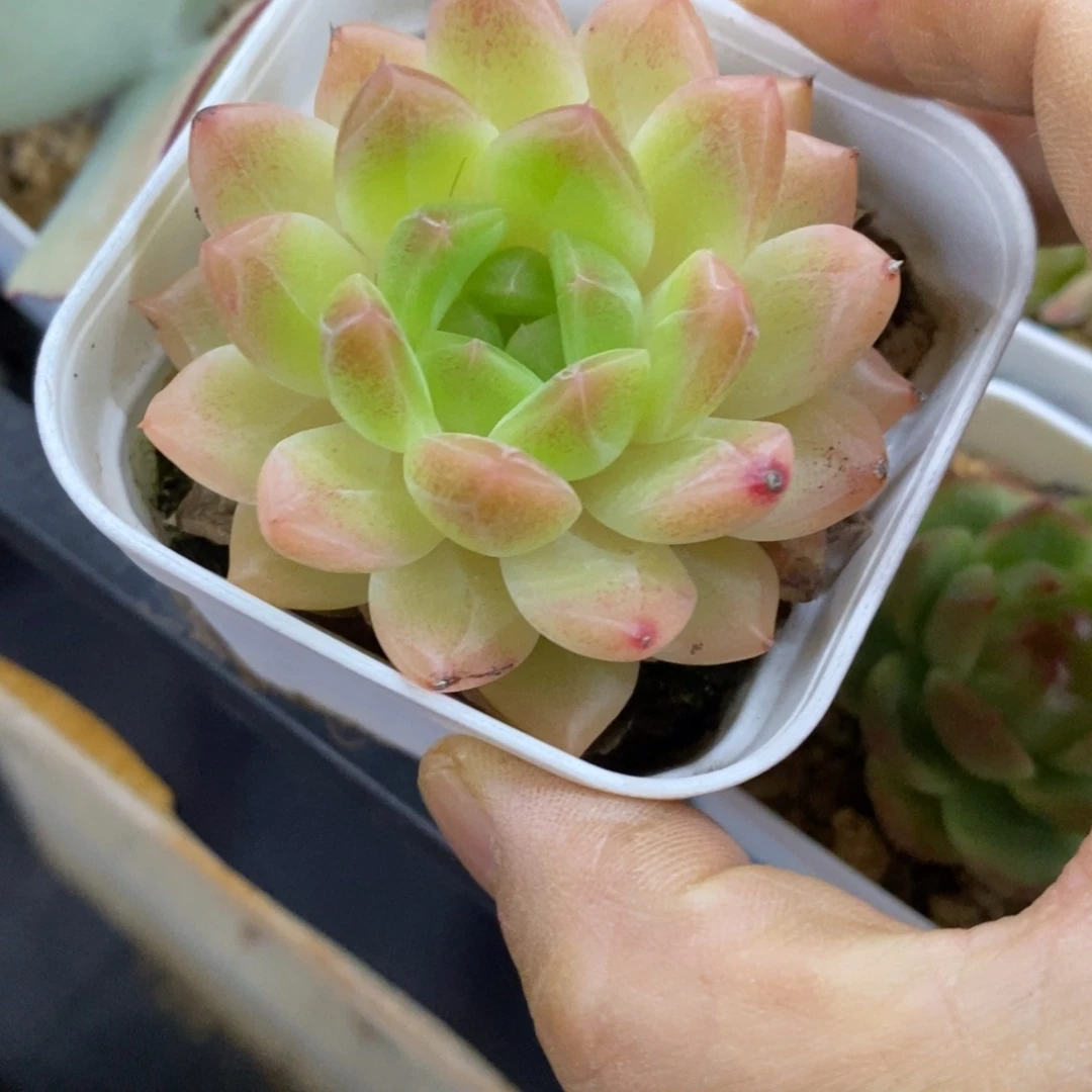 精品多肉一物一拍不包整194