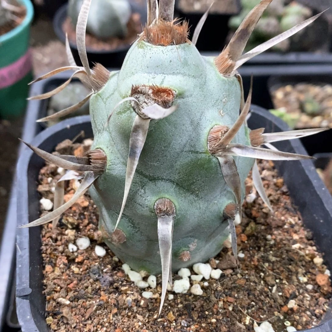 孤品自根巨型武藏野6cm福利