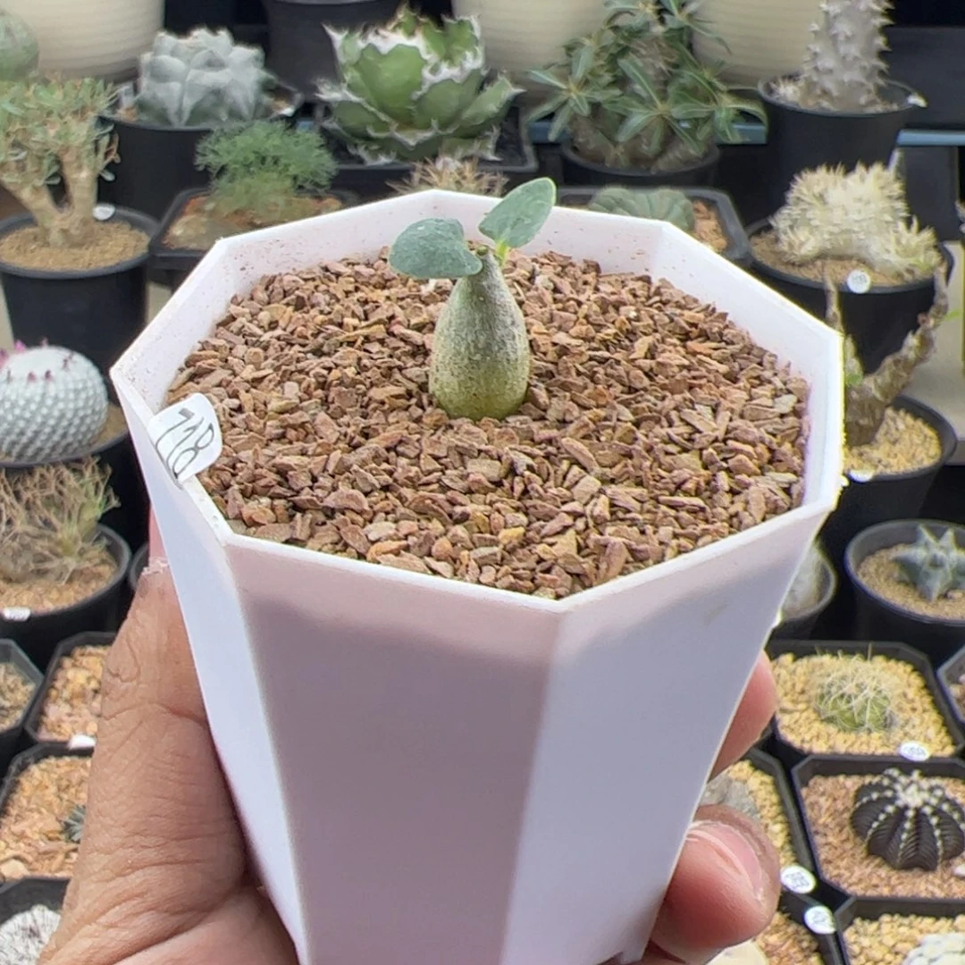 小火星人一物一拍718