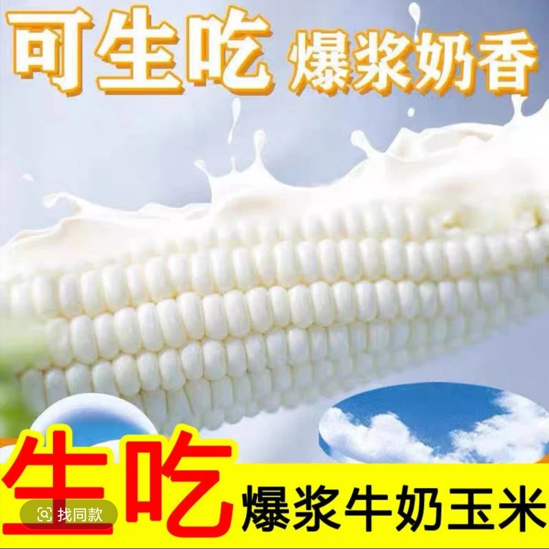 可生吃的牛奶水果玉米应季尝鲜清甜爆汁采摘新鲜白糯玉米