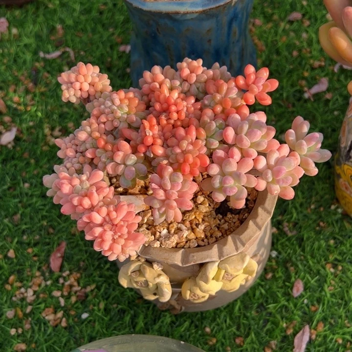 灯美人缀 14公分 不带盆