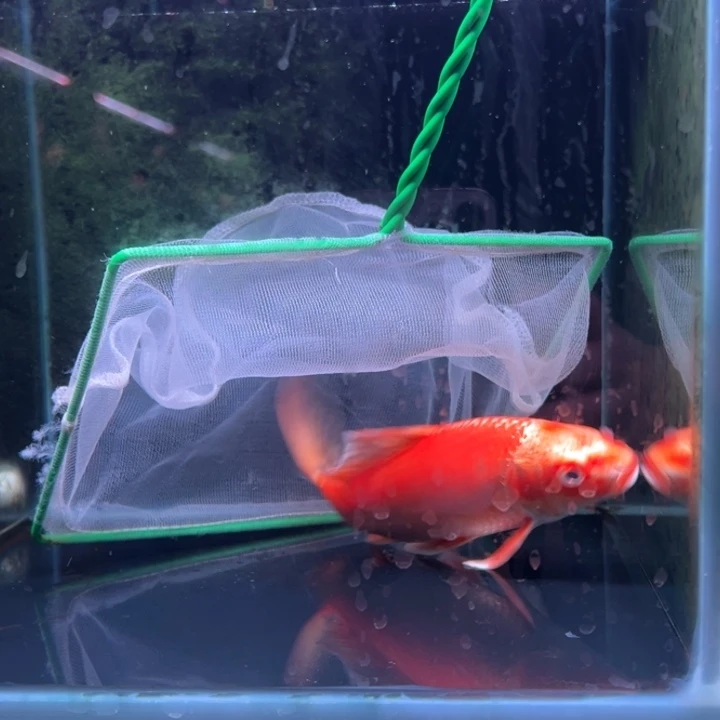 海水鱼江****馆蝴蝶鲤