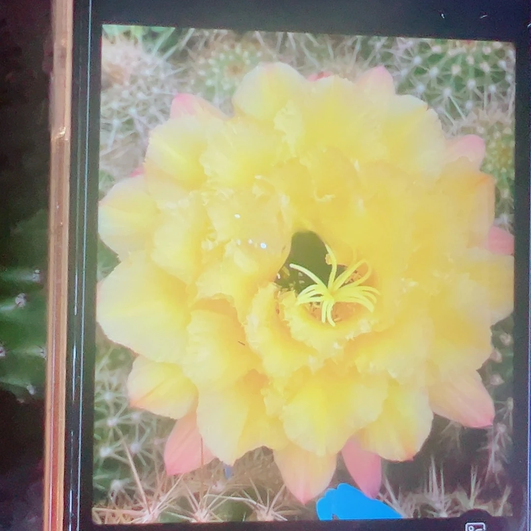 毛花柱 99侧芽 满20包邮