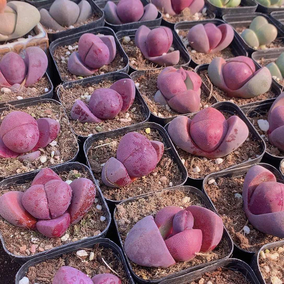 紫元宝23456789990000