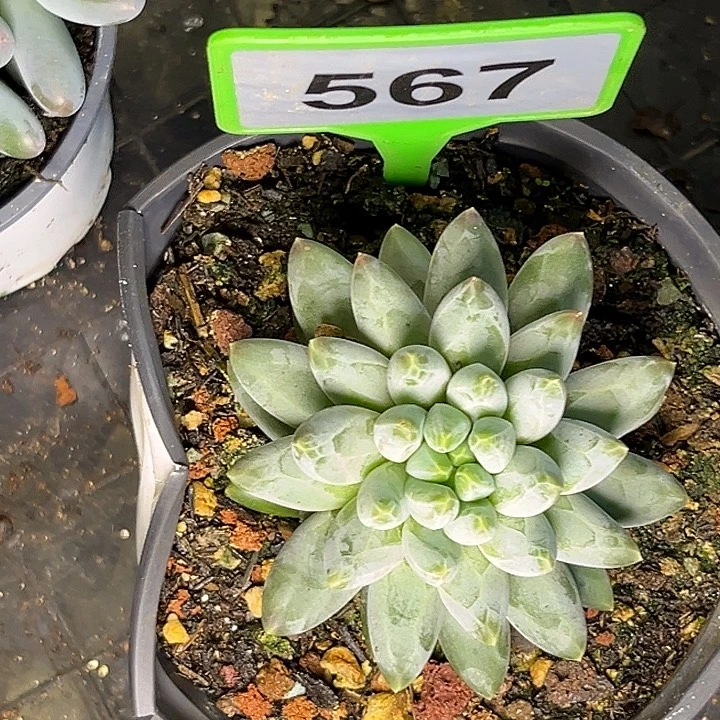多肉植物姜子牙567