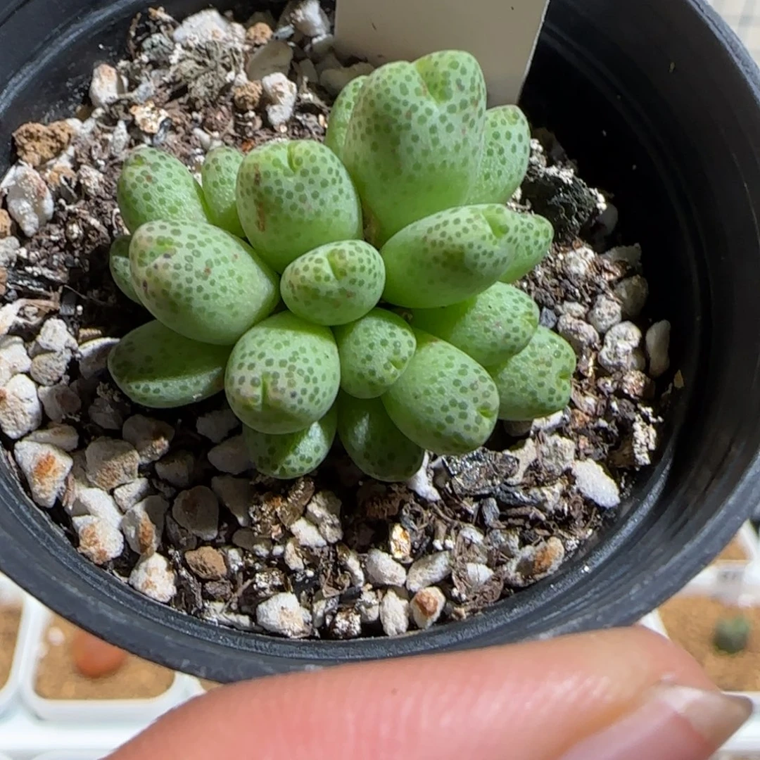 肉锥多肉植物组合-草莓斑马1642