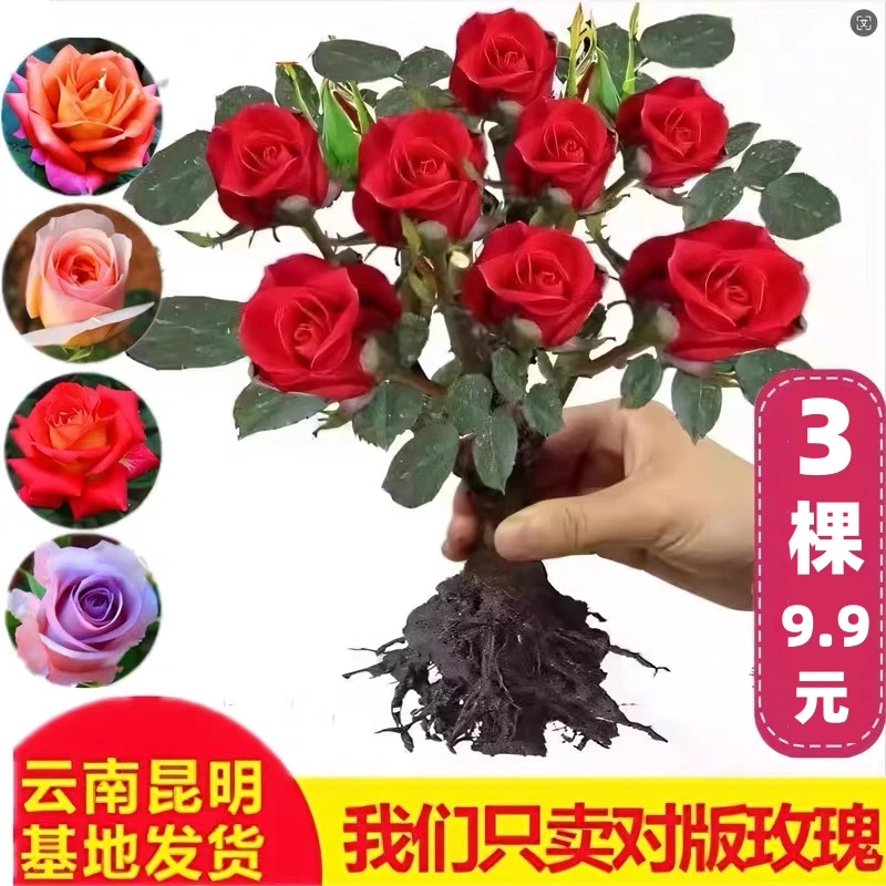 【云南】昆明玫瑰花苗老桩当年开花大花浓香月季老根花卉绿植盆栽