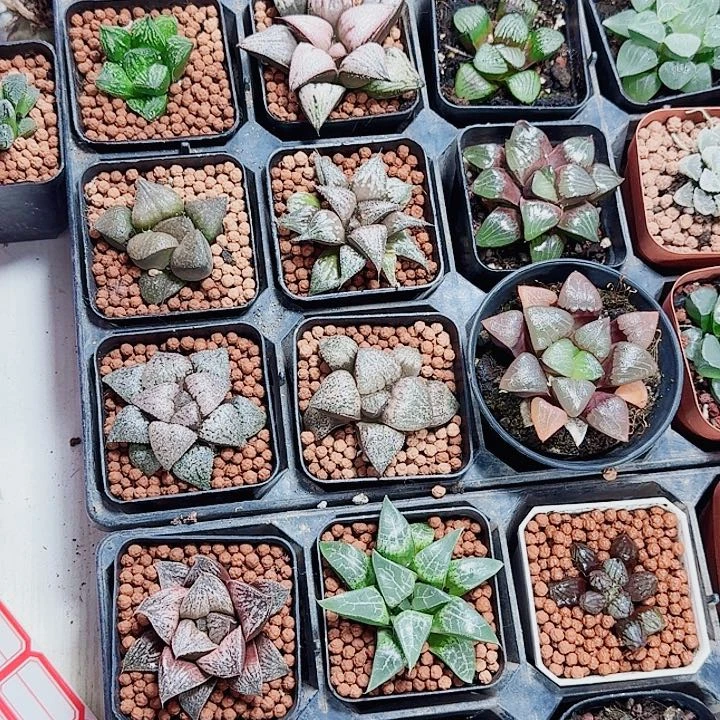 有***吃无花朵十二卷13颗 福利