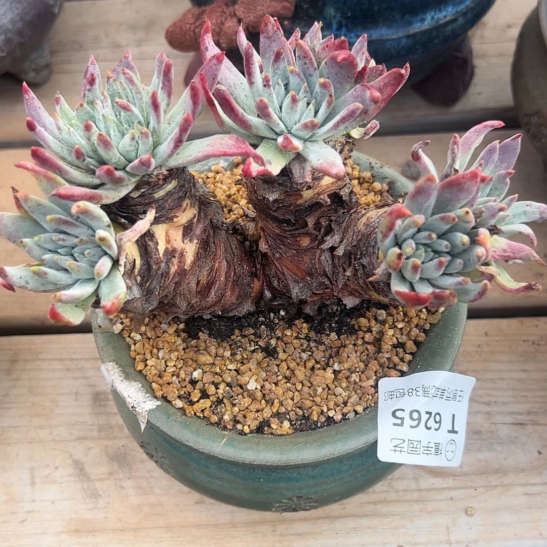 6265海瑟杂交仙女杯