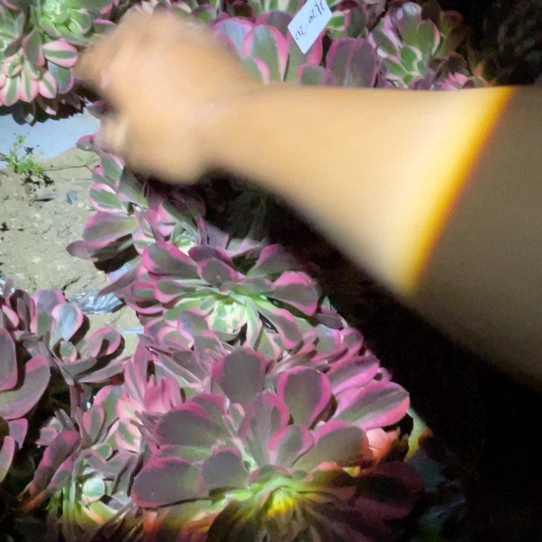 菲*20-20皇后法师锦寄养