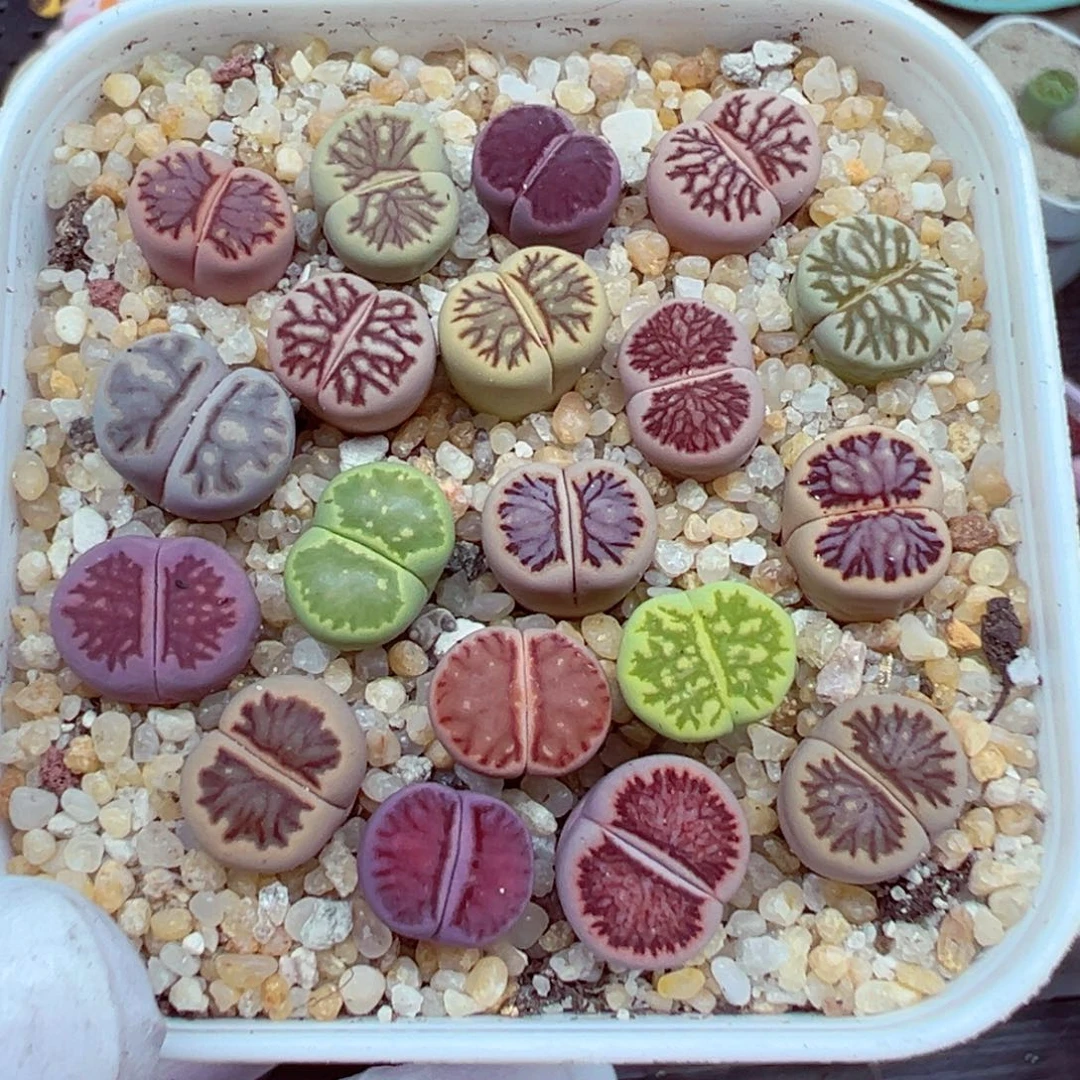 完全开放优秀的整盆617-27